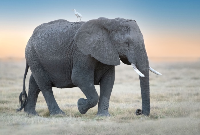 African Bush Elephant with Bird 4K