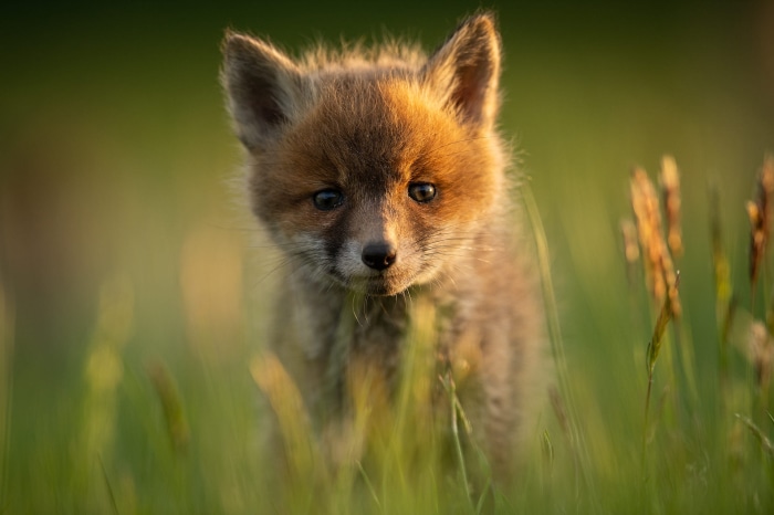 Baby Fox in Green Grass