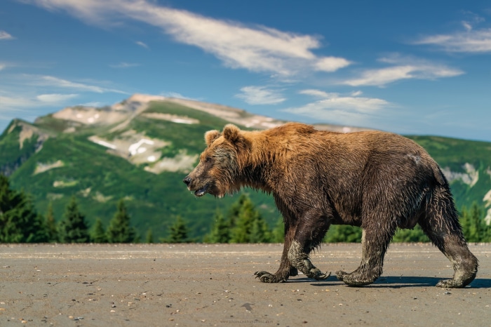 Brown bear walking on a road with mountains
