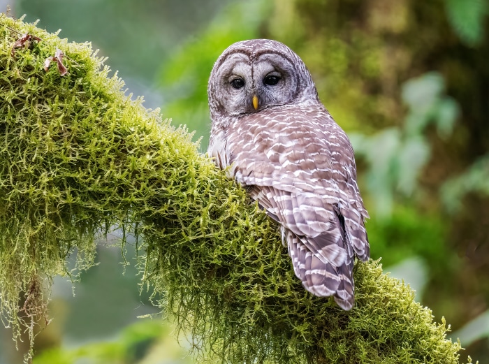 Barred Owl on mossy branch 4K