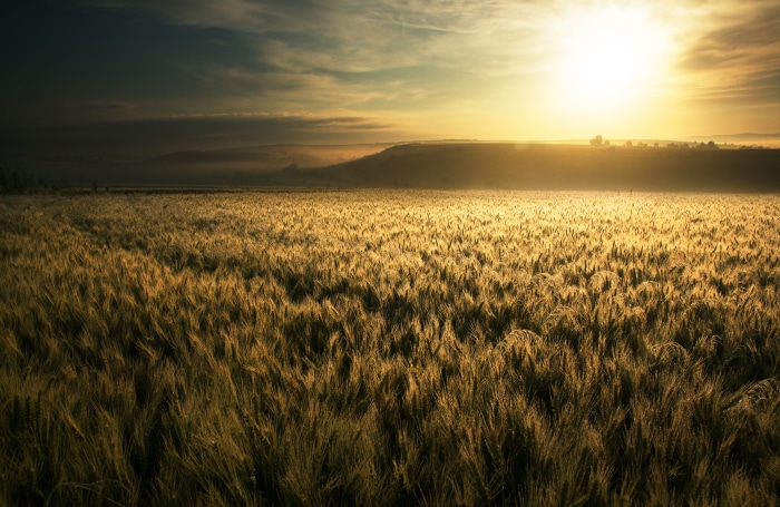 Wheat field at sunrise 4K