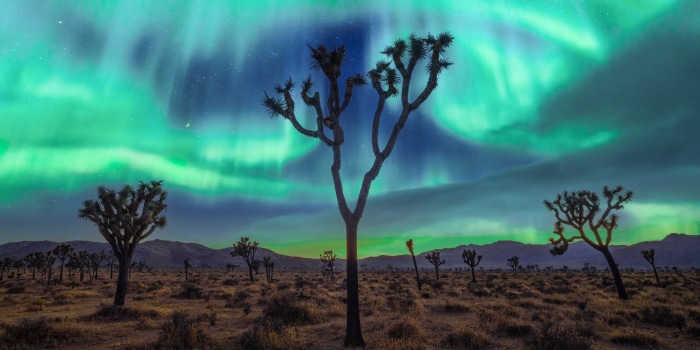 Joshua Tree National Park Aurora Borealis 4K