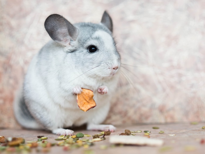 Chinchilla eating a piece of dried apple
