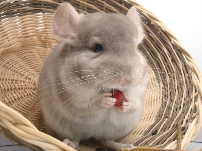 Chinchilla Eating a Nut in a Woven Basket