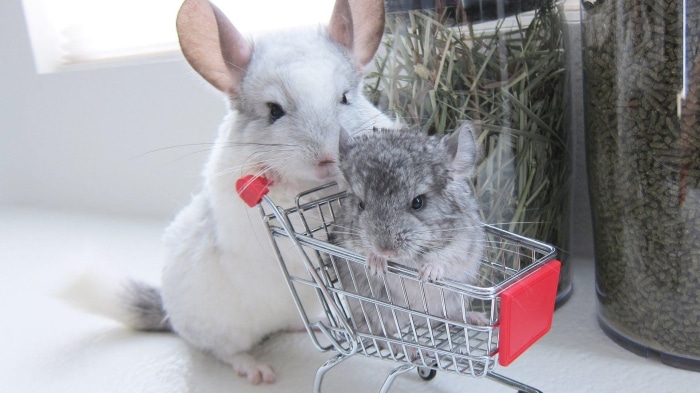 Two chinchillas in a shopping cart