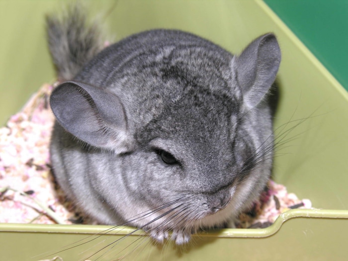Chinchilla in a cage