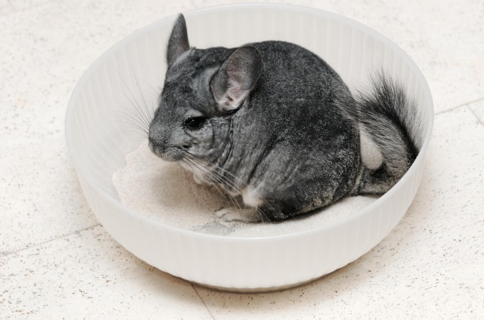 Chinchilla in a sand bath bowl