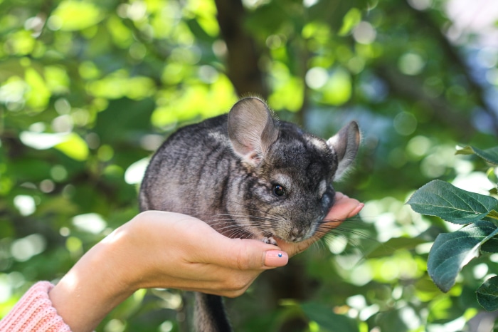 Chinchilla held in hand outdoors 4K