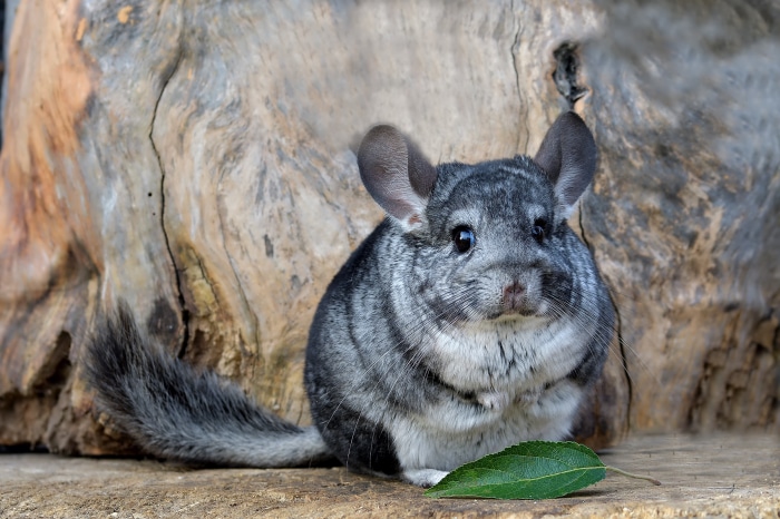 Chinchilla sitting on wood