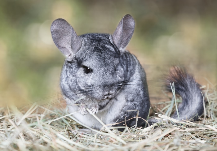 Chinchilla in Hay 4K