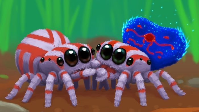 Two jumping spiders with a blue creature
