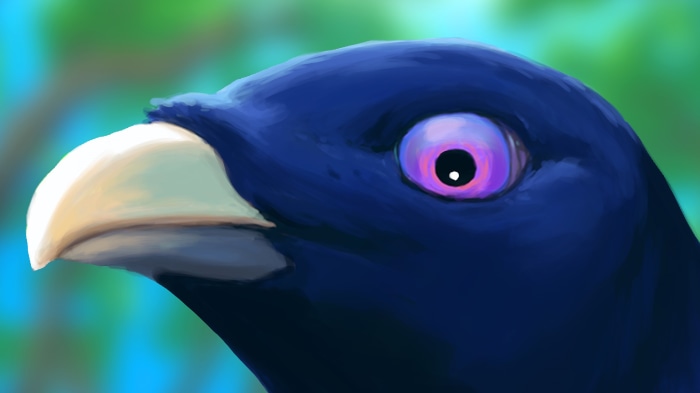 Close-up of a dark blue bird's head with a bright purple eye
