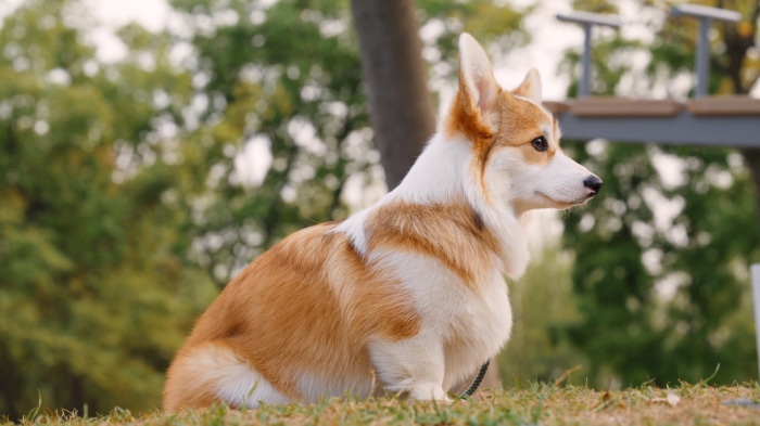 Pembroke Welsh Corgi sitting on grass