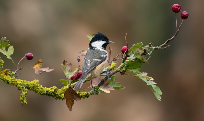 Coal Tit perched on a branch with berries