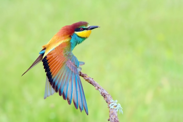 European Bee-eater bird perched on a branch