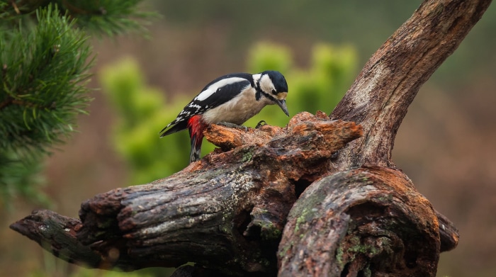 Great Spotted Woodpecker on a log