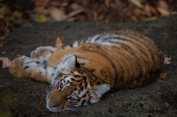Tiger lying on the ground