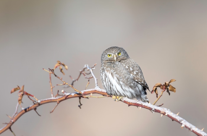 Pygmy owl perched on a thorny branch