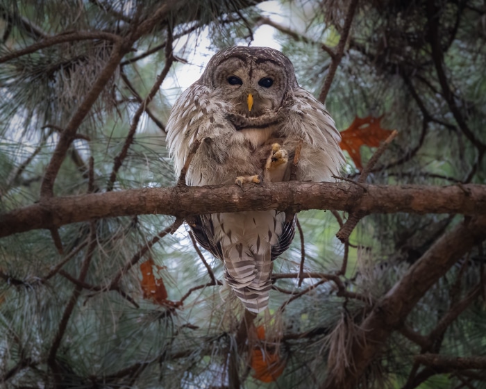 Barred Owl perched on a tree branch