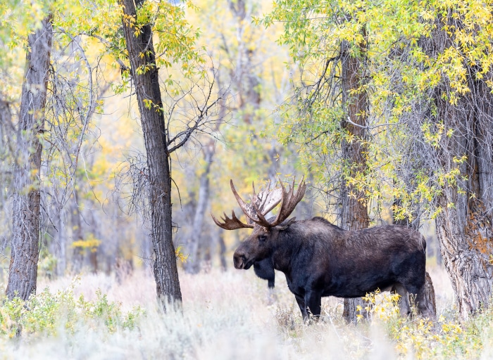 Bull Moose with Antlers in Autumn Forest
