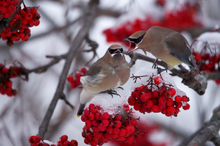 Two Cedar Waxwings on snowy berries 4K