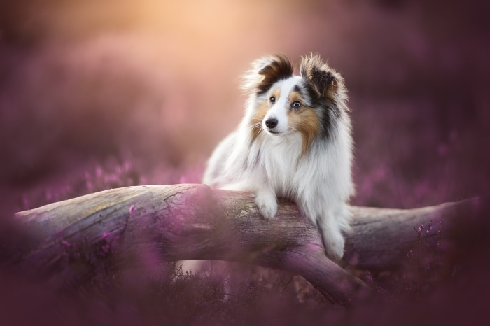 Shetland Sheepdog resting on a log