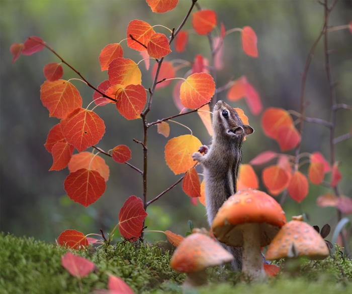 Chipmunk eating a berry near mushrooms and autumn leaves