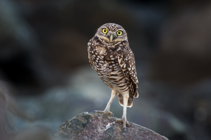 Burrowing Owl on a Rock 4K