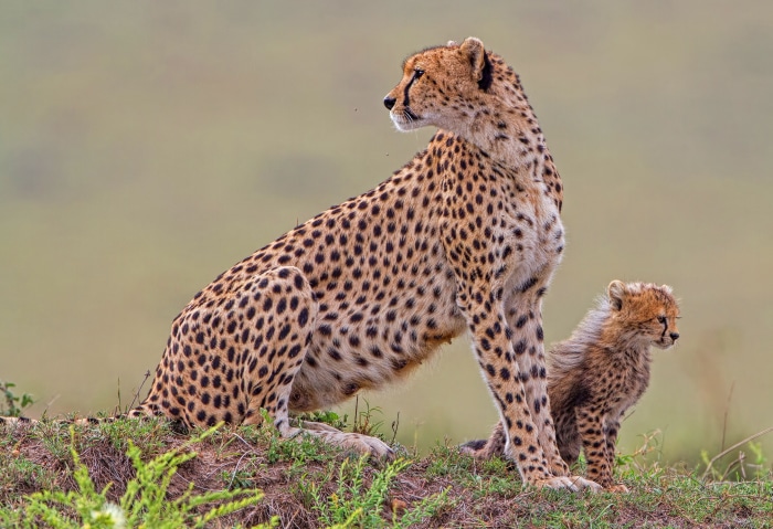 Mother cheetah and cub sitting on grassy hill