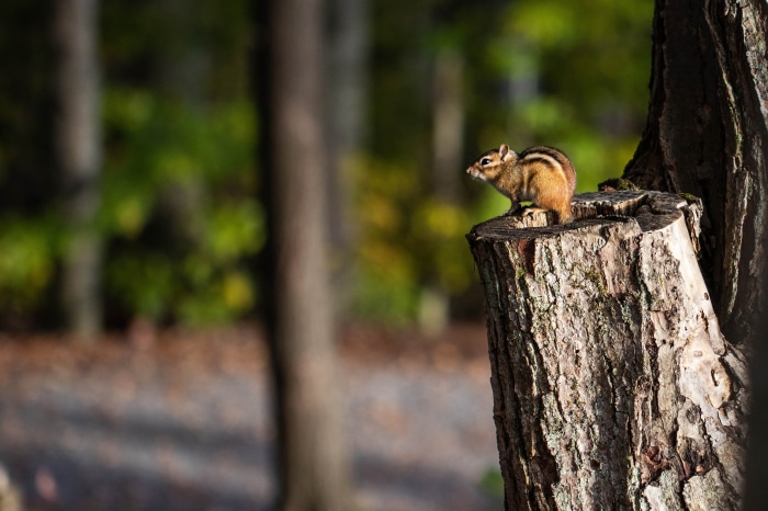 Chipmunk on a tree stump in a forest