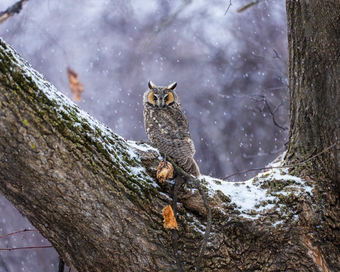 Long-eared owl perched on a snow-covered tree branch