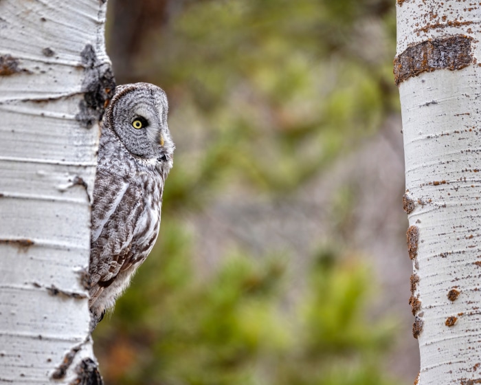 Great Gray Owl perched on a birch tree