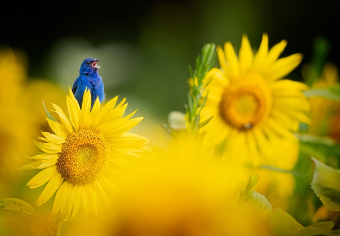 Blue bird singing on a sunflower