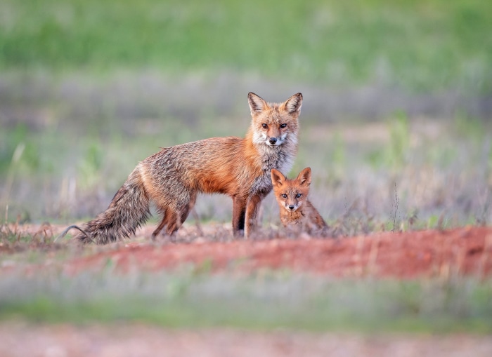 Red Fox and Cub in a Field