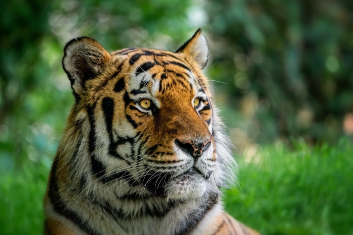 Tiger looking to the side