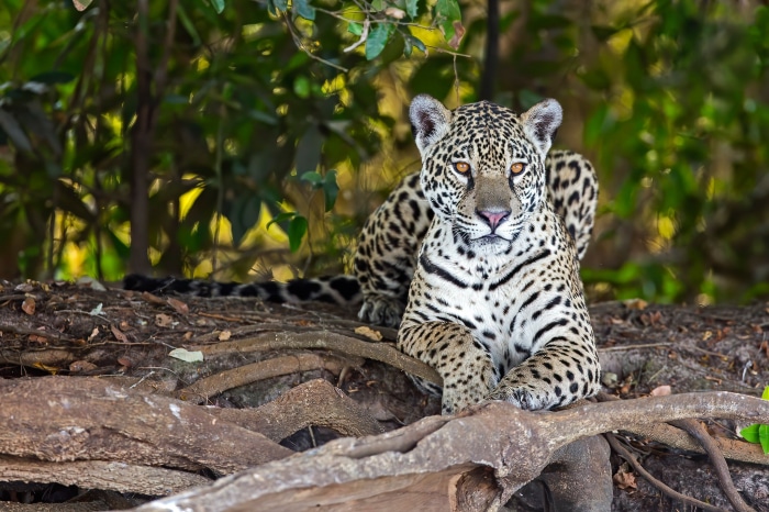 Jaguar resting on a riverbank