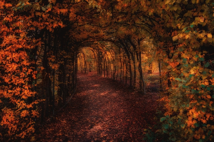 Autumn tunnel path with fallen leaves
