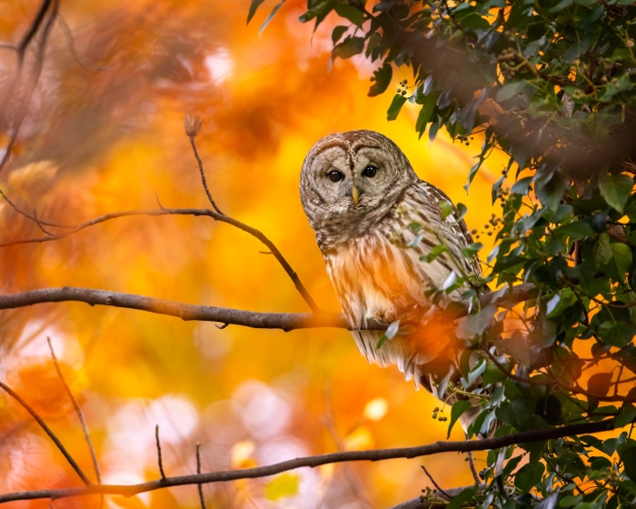 Barred owl perched on a branch in autumn