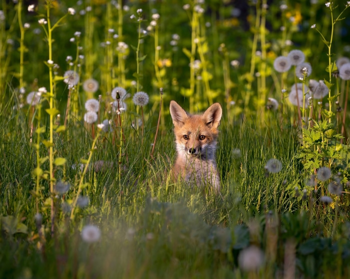Fox cub in a field of dandelions