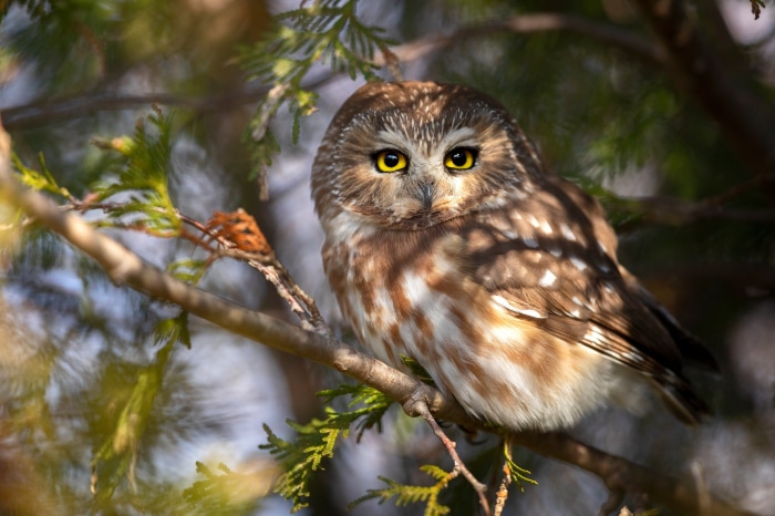 Northern Saw-whet Owl perched on a branch