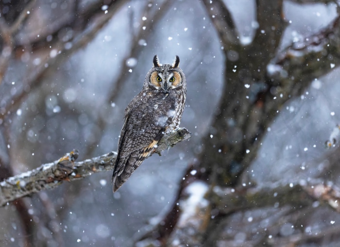Long-eared owl perched on a branch in snowfall