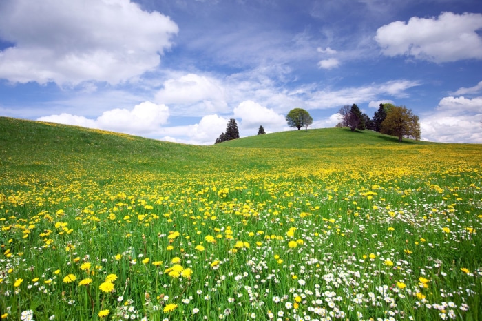 Meadow with yellow and white flowers under a blue sky