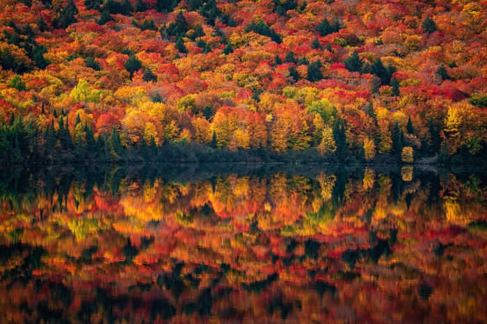 Autumn forest reflection in lake 4K