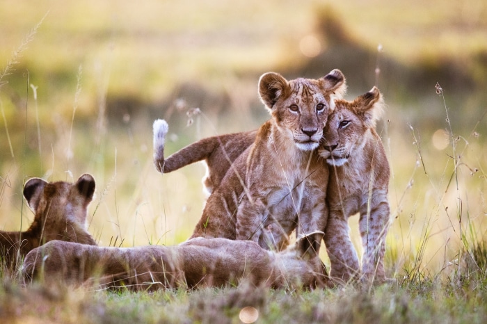 Lion cubs cuddling in tall grass