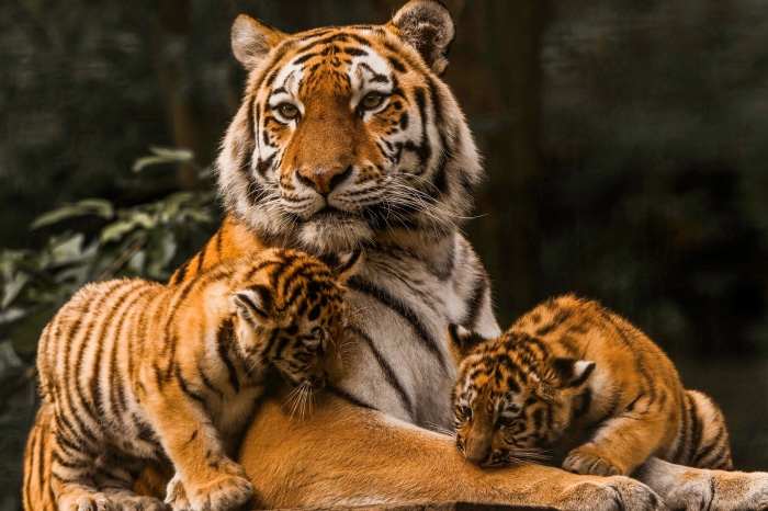 Mother Tiger with Two Cubs