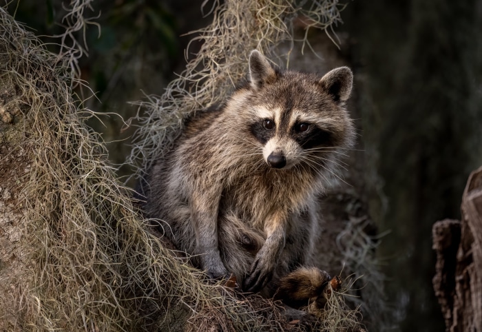 Raccoon in Spanish Moss