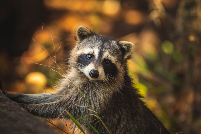Raccoon in the forest 4K