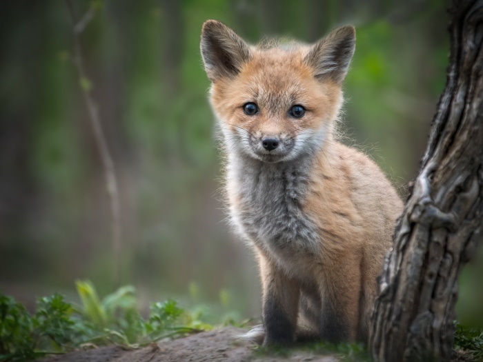 Baby Fox sitting by a tree