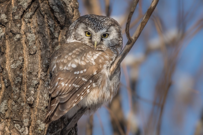 Boreal owl perched on a tree branch