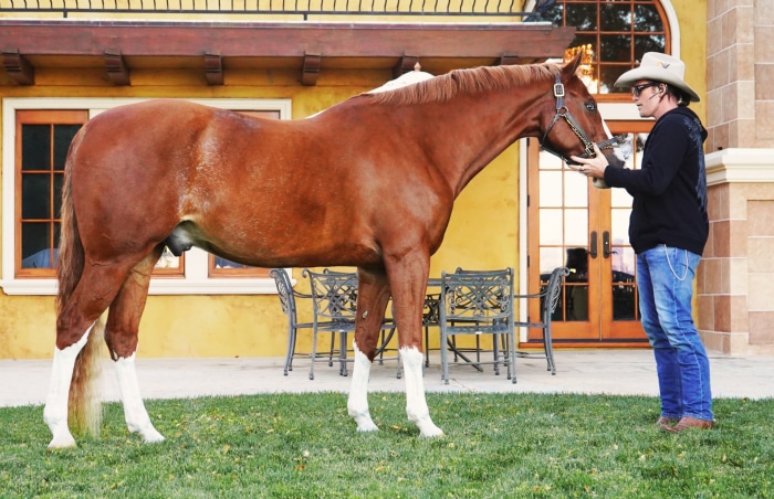 Sam Worthington with a horse